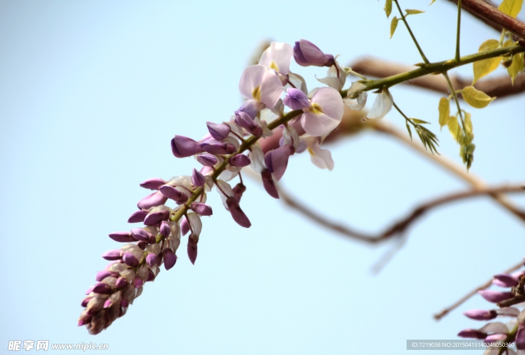 紫藤花