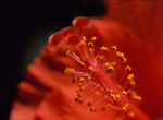 花蕊