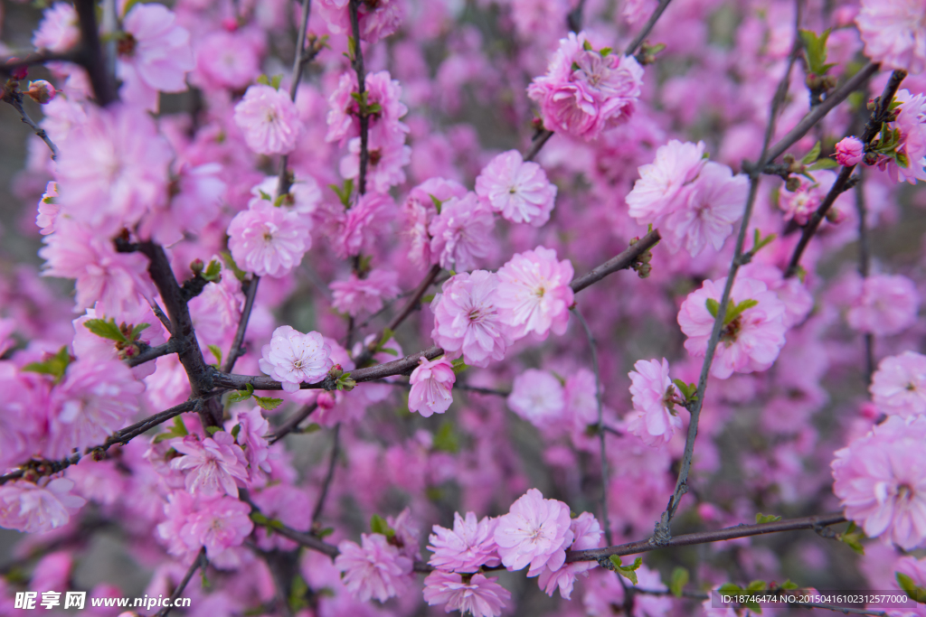 樱花