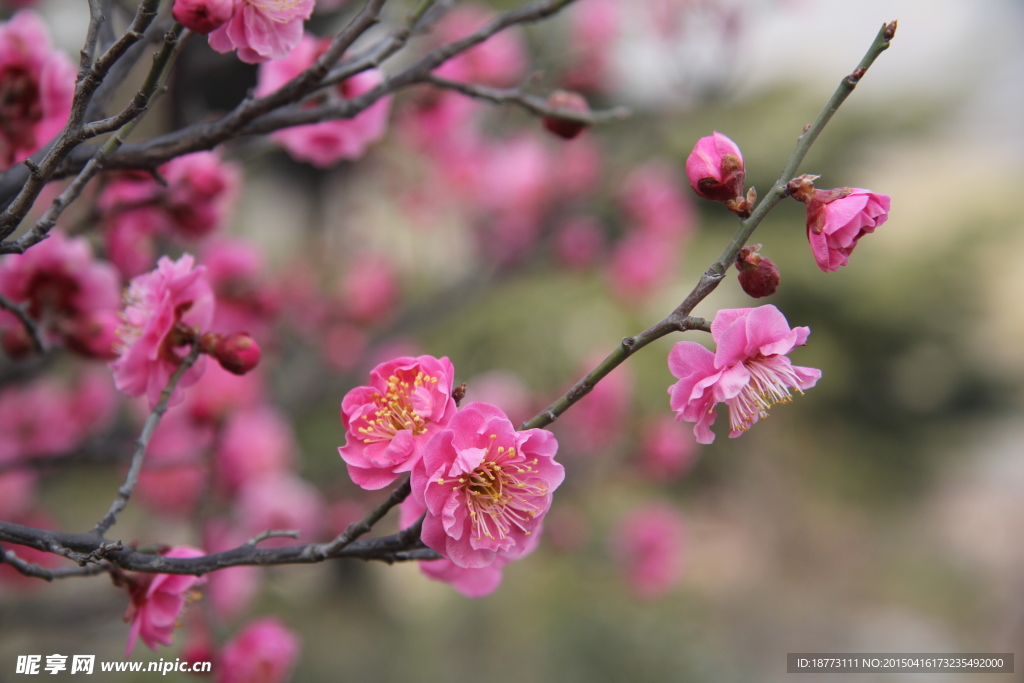 梅花