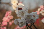 梅花