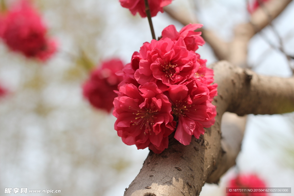 红色桃花特写