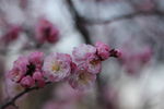 梅花