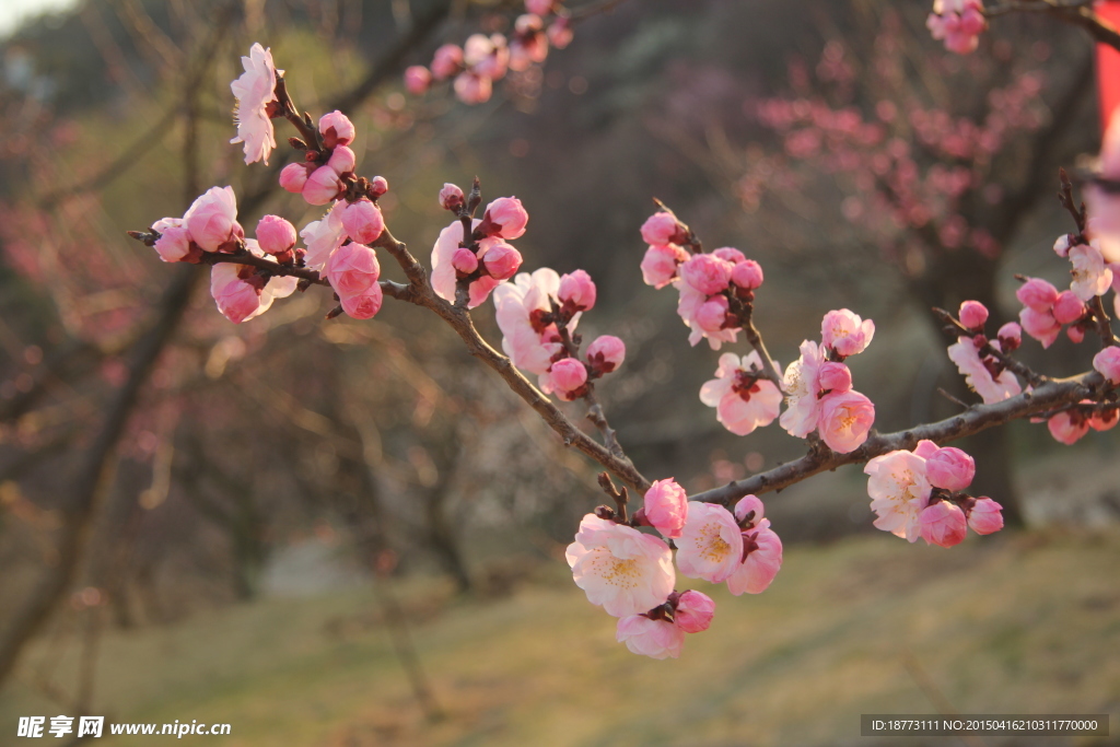 梅花