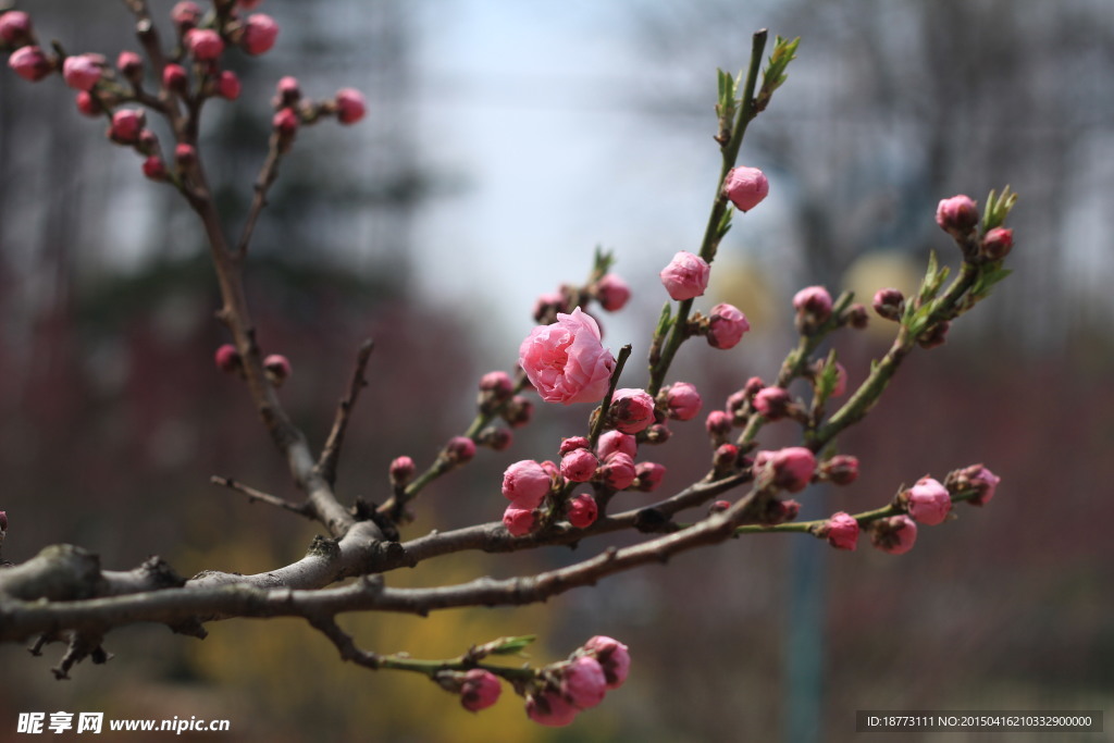 粉色桃花