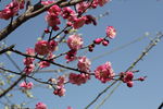 粉色桃花特写