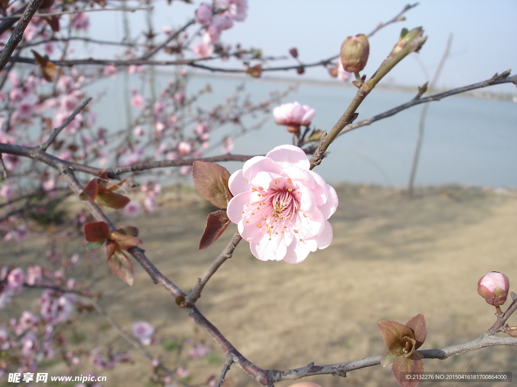 粉红桃花