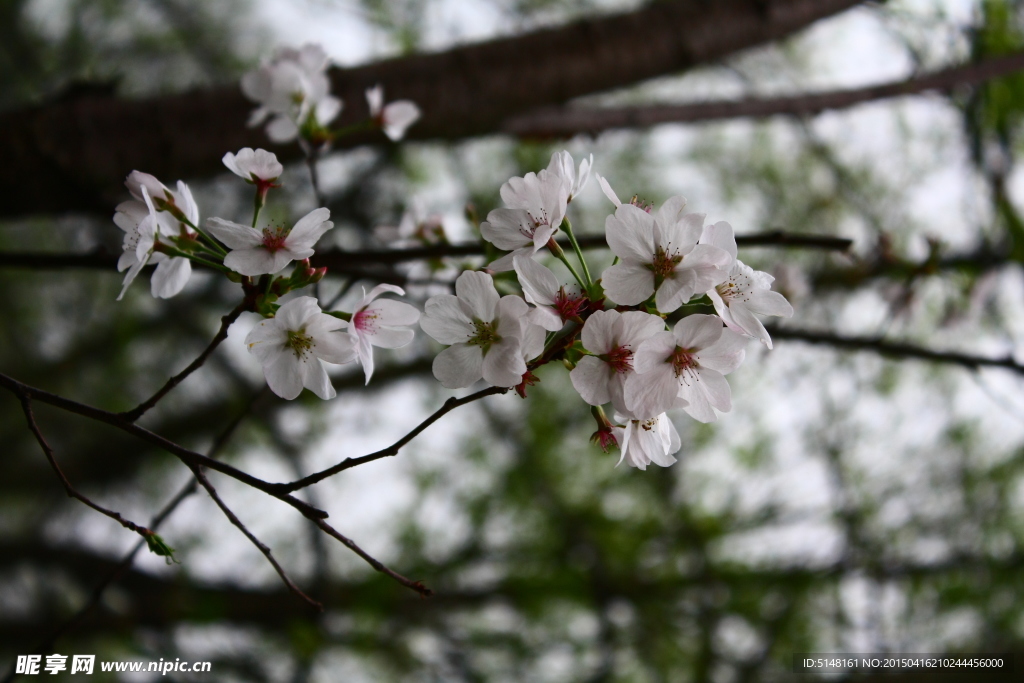 桃花