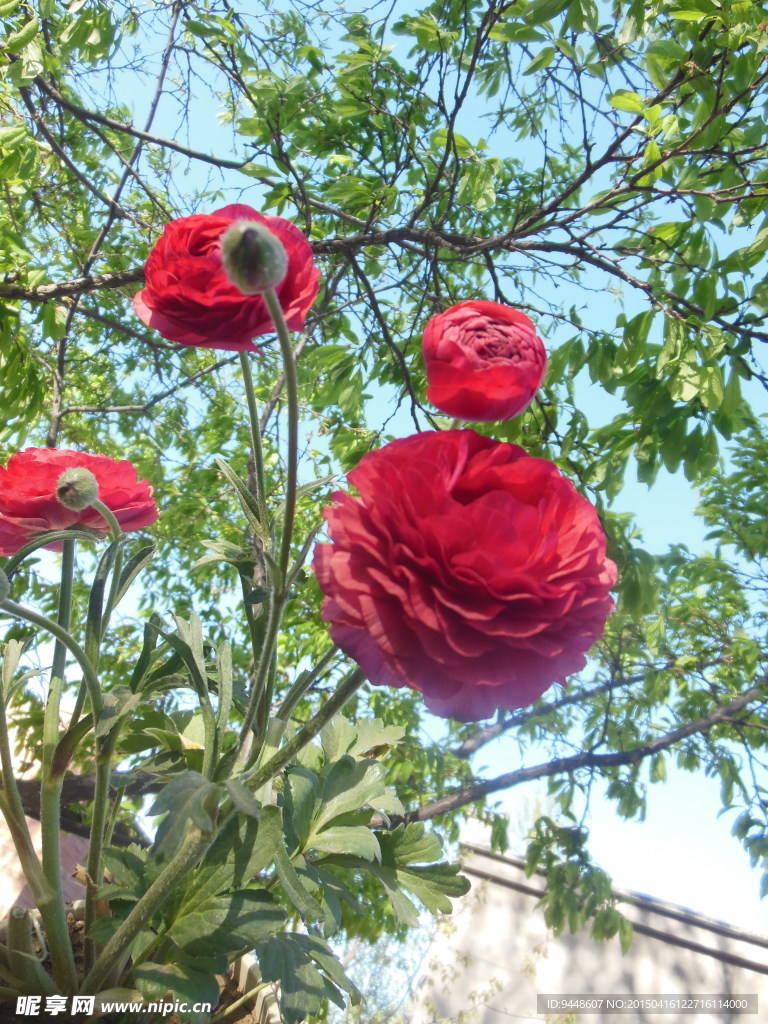 芹叶牡丹