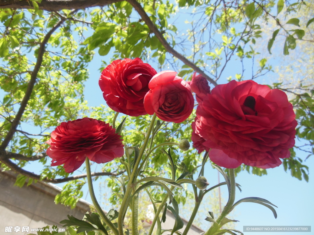 芹叶牡丹