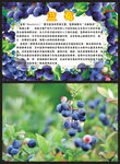 蓝莓