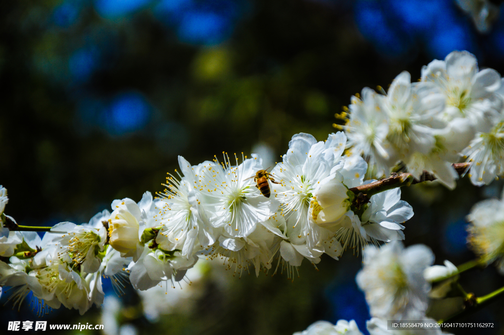 梨花与蜜蜂