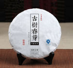 普洱茶  古树春尖