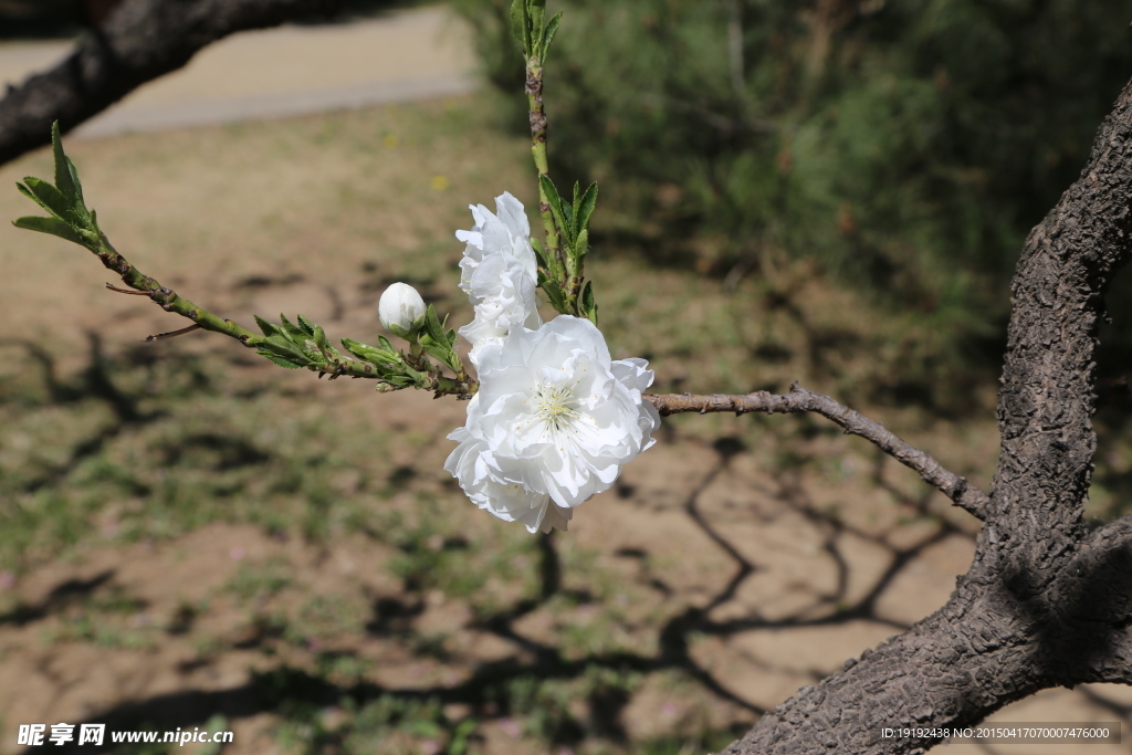山桃花