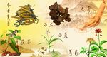 鸟粪面膜中药材