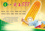 秦丰成玉888玉米种子