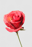 玫瑰花