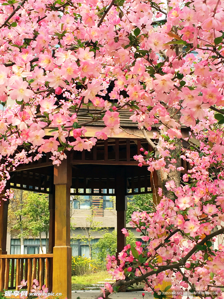 满园春色