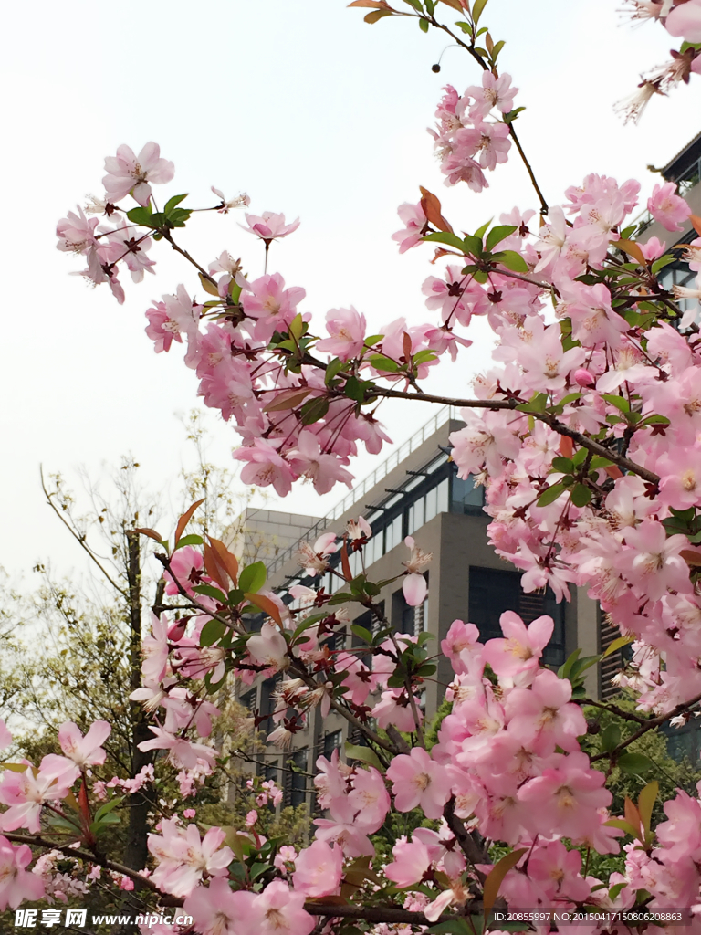 樱花