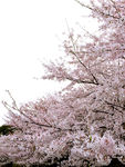 樱花缤纷