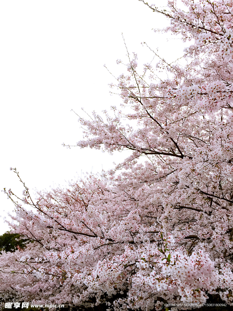 樱花缤纷