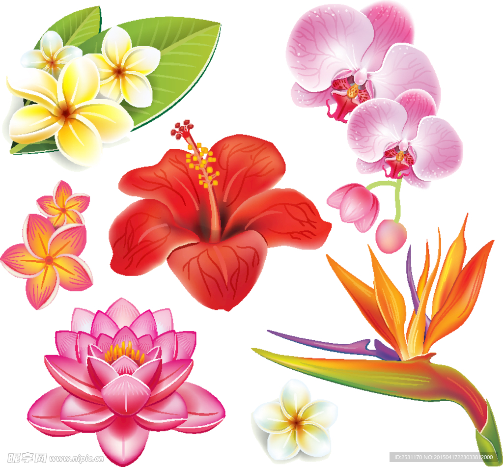 手绘花卉