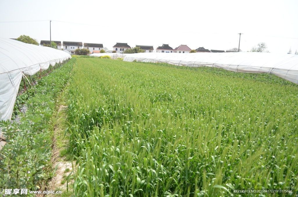 麦田
