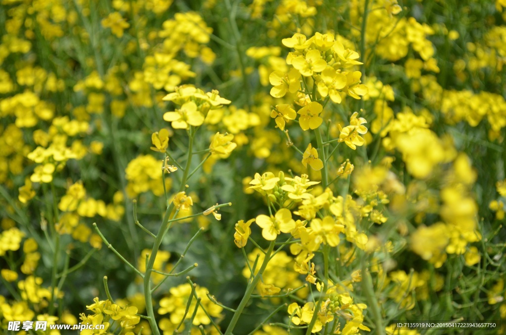 油菜花