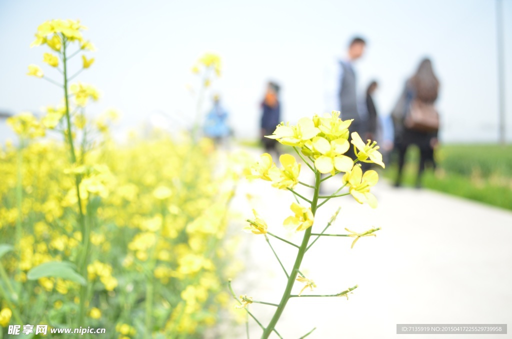 油菜花