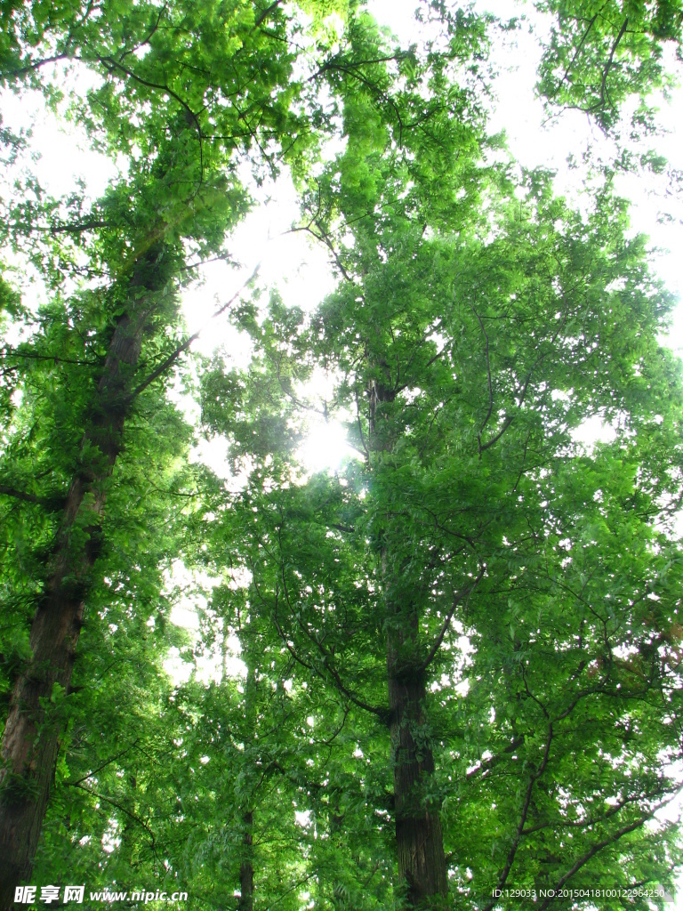 大树