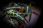 植物