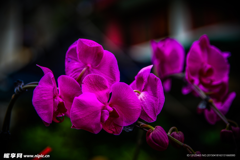 花卉植物