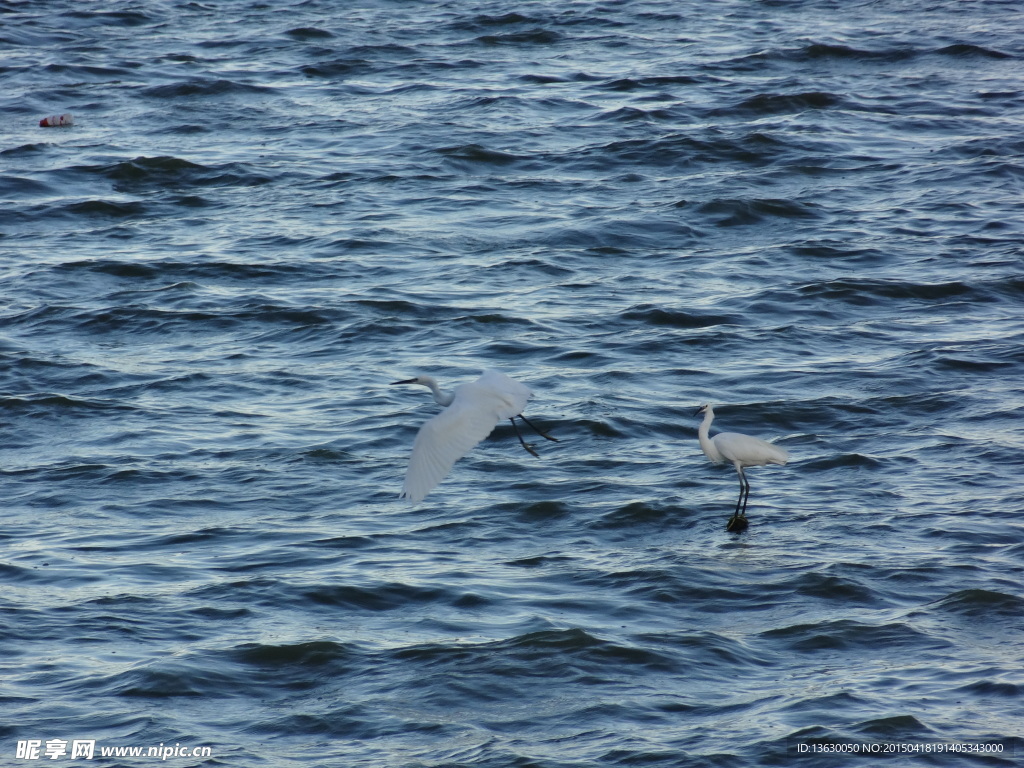 海