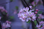 海棠花图片