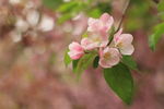 丁香花