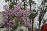丁香花