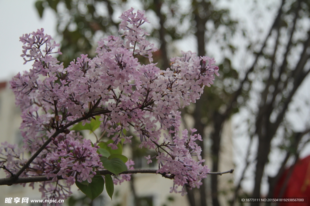 丁香花