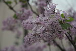 丁香花