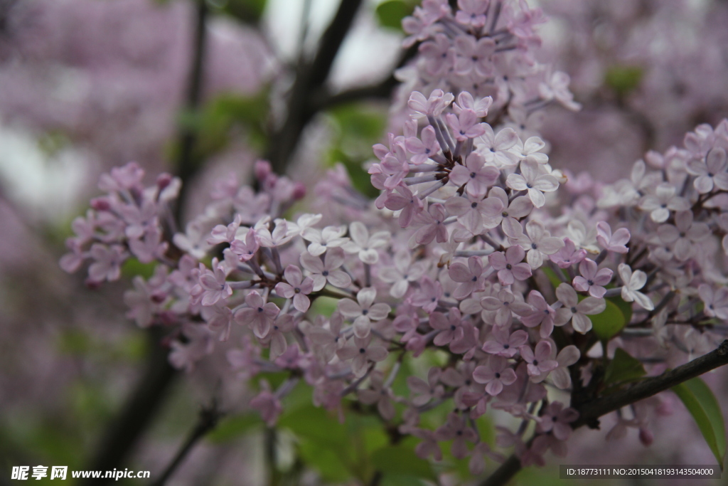 丁香花