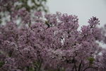 丁香花