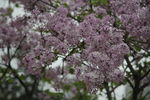 丁香花
