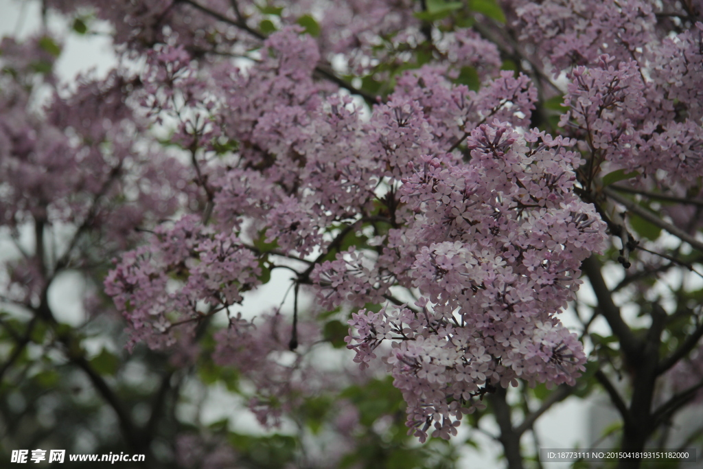丁香花