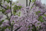丁香花