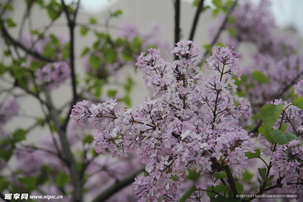 丁香花