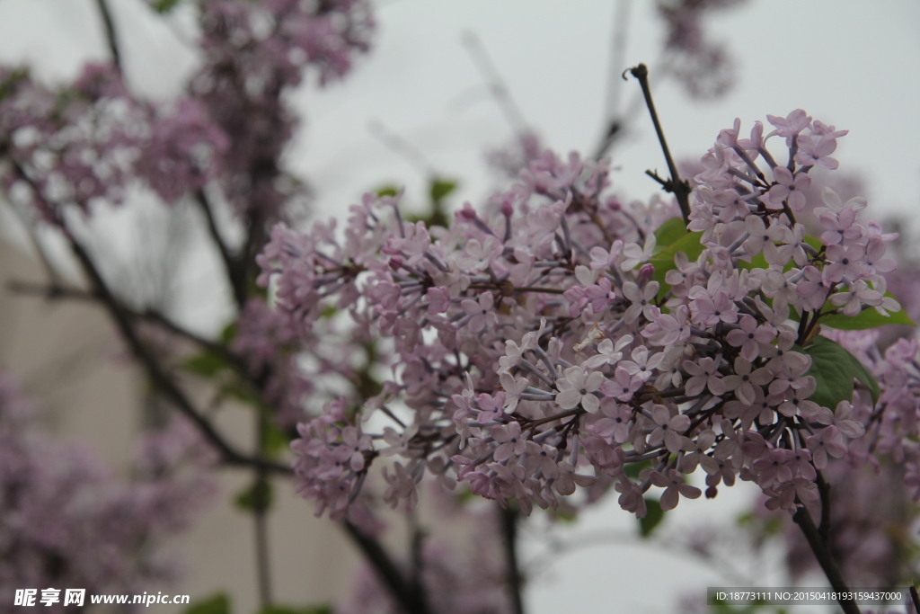 丁香花