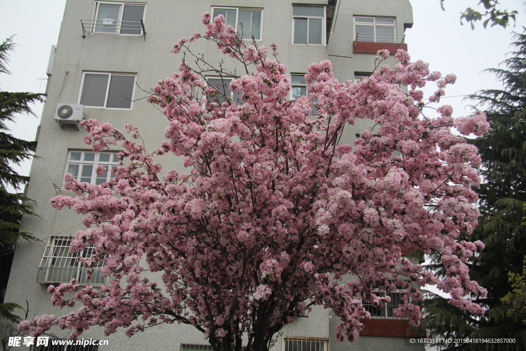 海棠花