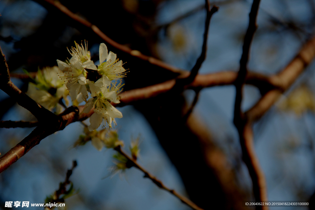 桃花
