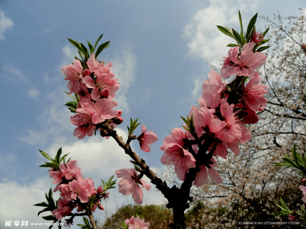 桃花