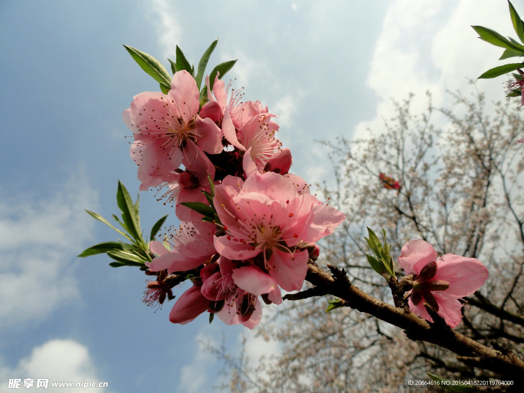 桃花