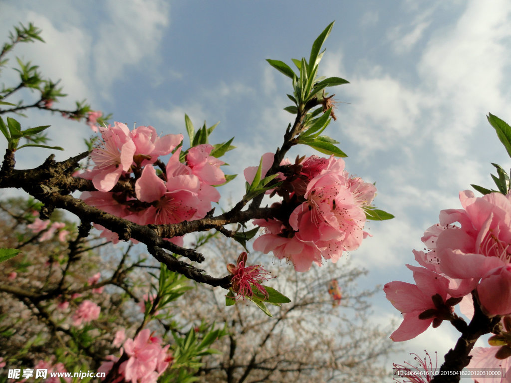 桃花